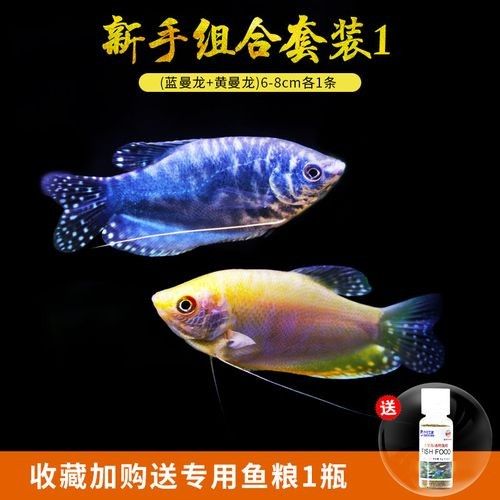 有沒有高清的藍曼龍魚圖片？（富媒體素材庫中的藍曼龍魚） 有沒有高清的藍曼龍魚圖片？（富媒體素材庫中的藍曼龍魚） 龍魚百科 第18張