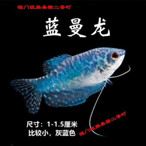 有沒有高清的藍曼龍魚圖片？（富媒體素材庫中的藍曼龍魚） 有沒有高清的藍曼龍魚圖片？（富媒體素材庫中的藍曼龍魚） 龍魚百科 第25張