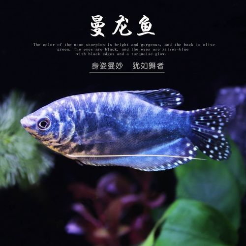有沒有高清的藍曼龍魚圖片？（富媒體素材庫中的藍曼龍魚） 有沒有高清的藍曼龍魚圖片？（富媒體素材庫中的藍曼龍魚） 龍魚百科 第26張