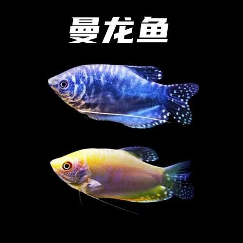 有沒有高清的藍曼龍魚圖片？（富媒體素材庫中的藍曼龍魚） 有沒有高清的藍曼龍魚圖片？（富媒體素材庫中的藍曼龍魚） 龍魚百科 第27張