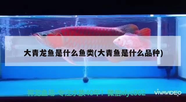 金龍魚群的圖片高清【在自然環境中，金龍魚群通常選擇什么樣的水域作為它們的棲息地？】