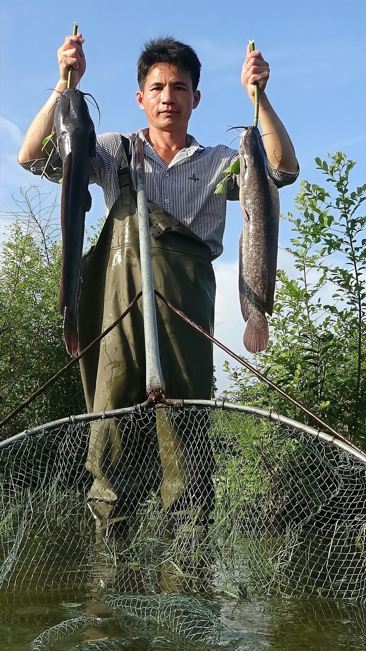 如何提供足夠躲避空間給火龍魚（火龍魚的躲避物設(shè)計）