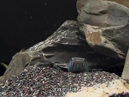 如何提供足夠躲避空間給火龍魚（火龍魚的躲避物設(shè)計）