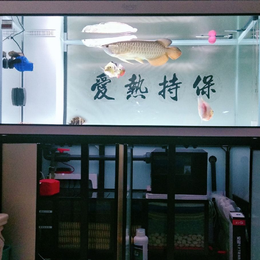 打卡:戒煙養魚。愛龍仕底濾經得起考驗（“愛龍仕底濾”養魚的重要性）
