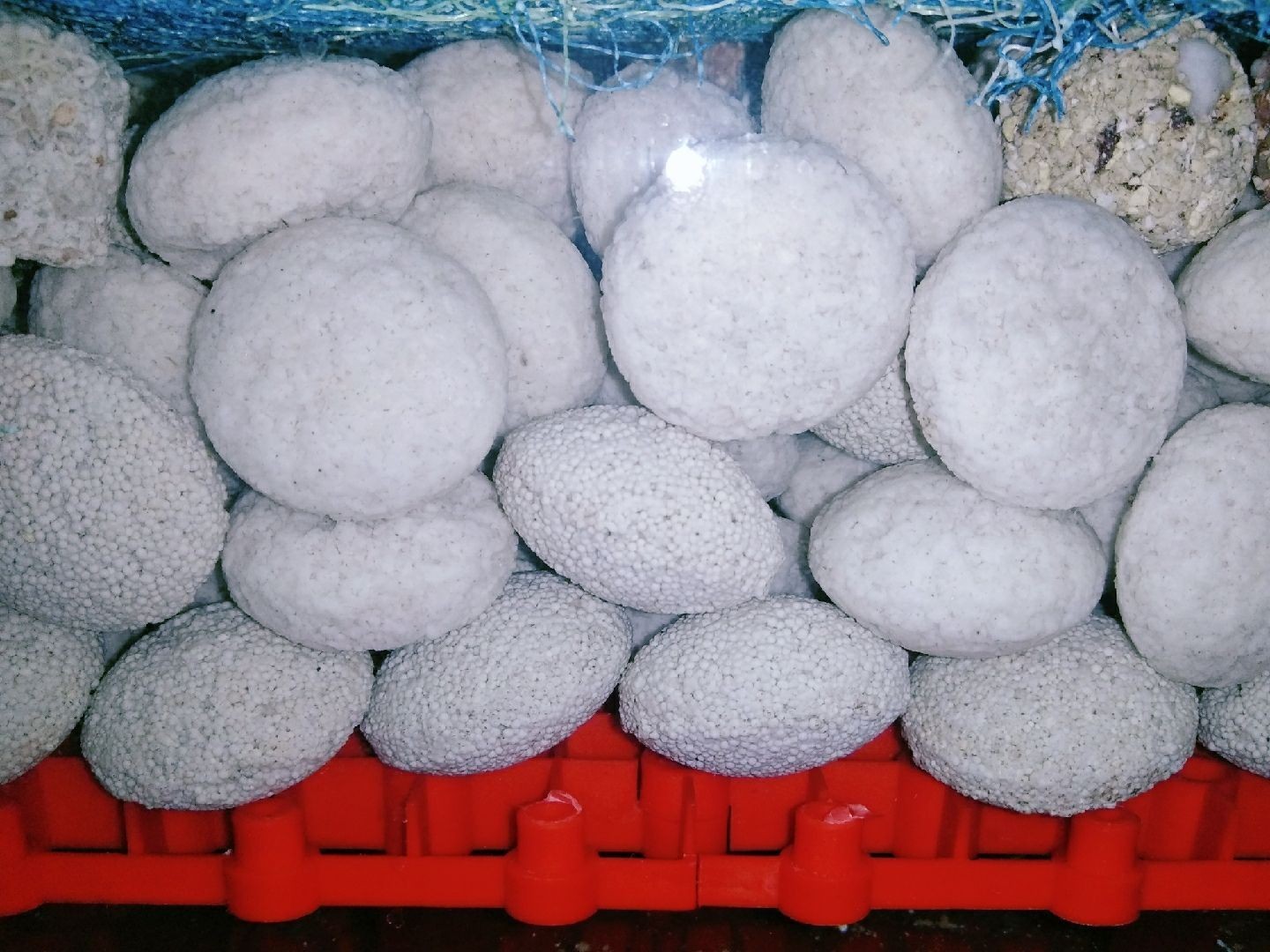 打卡:戒煙養魚。愛龍仕底濾經得起考驗（“愛龍仕底濾”養魚的重要性）