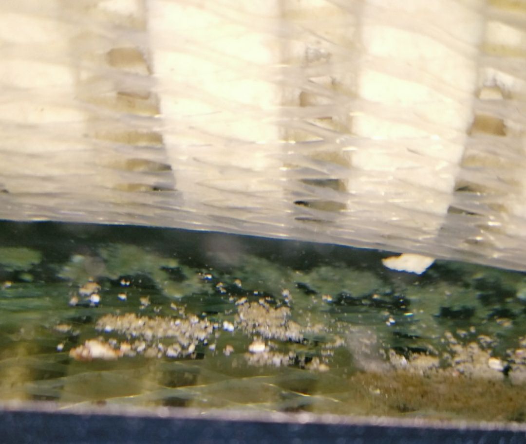 打卡:戒煙養魚。愛龍仕底濾經得起考驗（“愛龍仕底濾”養魚的重要性）