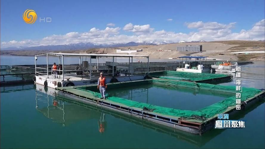 如何聯系烏魯木齊龍魚養殖基地（烏魯木齊龍魚養殖基地怎么聯系？）