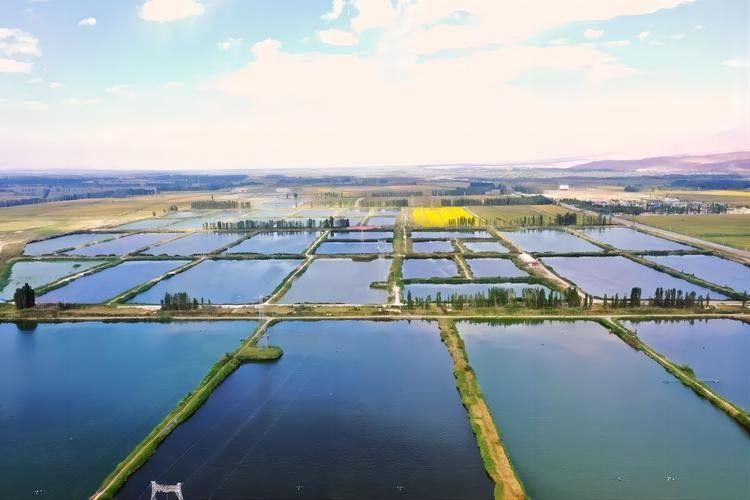 如何聯系烏魯木齊龍魚養殖基地（烏魯木齊龍魚養殖基地怎么聯系？）