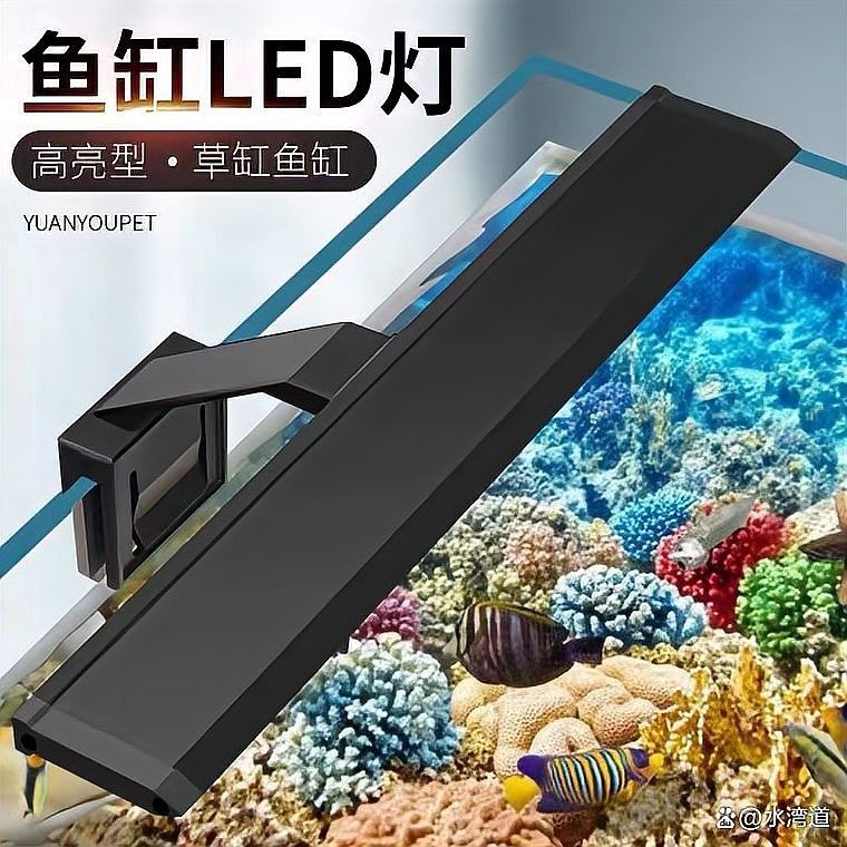 龍魚一天應該開多久燈（關于龍魚一天應該開多久燈的詳細分析龍魚一天開多久燈）