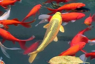 金龍魚可以提煉多少黃金：金龍魚能提煉多少黃金，金龍魚能提煉多少黃金數量