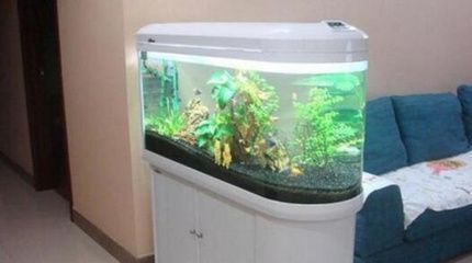 龍魚熱帶魚水溫多少合適(龍魚熱帶魚水溫多少合適啊)（祥龍魚熱帶魚水溫多少合適，龍魚熱帶魚水溫多少合適）