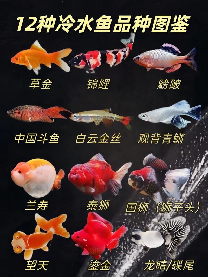 哪種龍魚冷水魚最受歡迎（這10款懶人也能養好,新手入門必看）