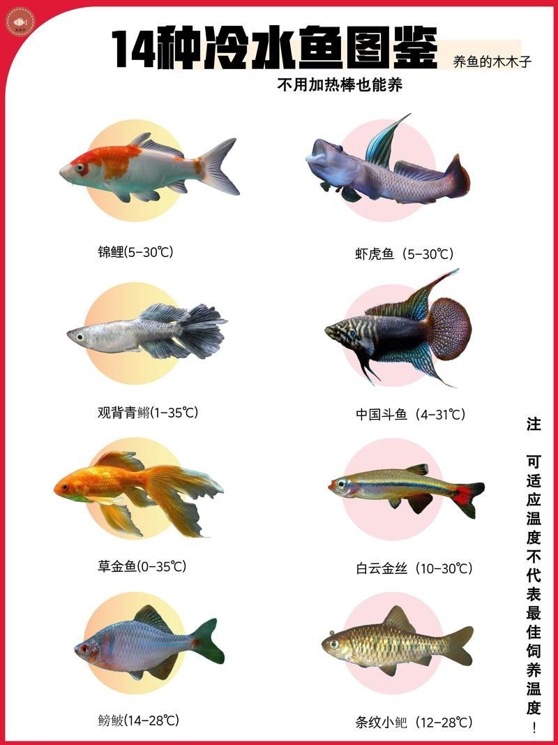 哪種龍魚冷水魚最受歡迎（這10款懶人也能養好,新手入門必看）