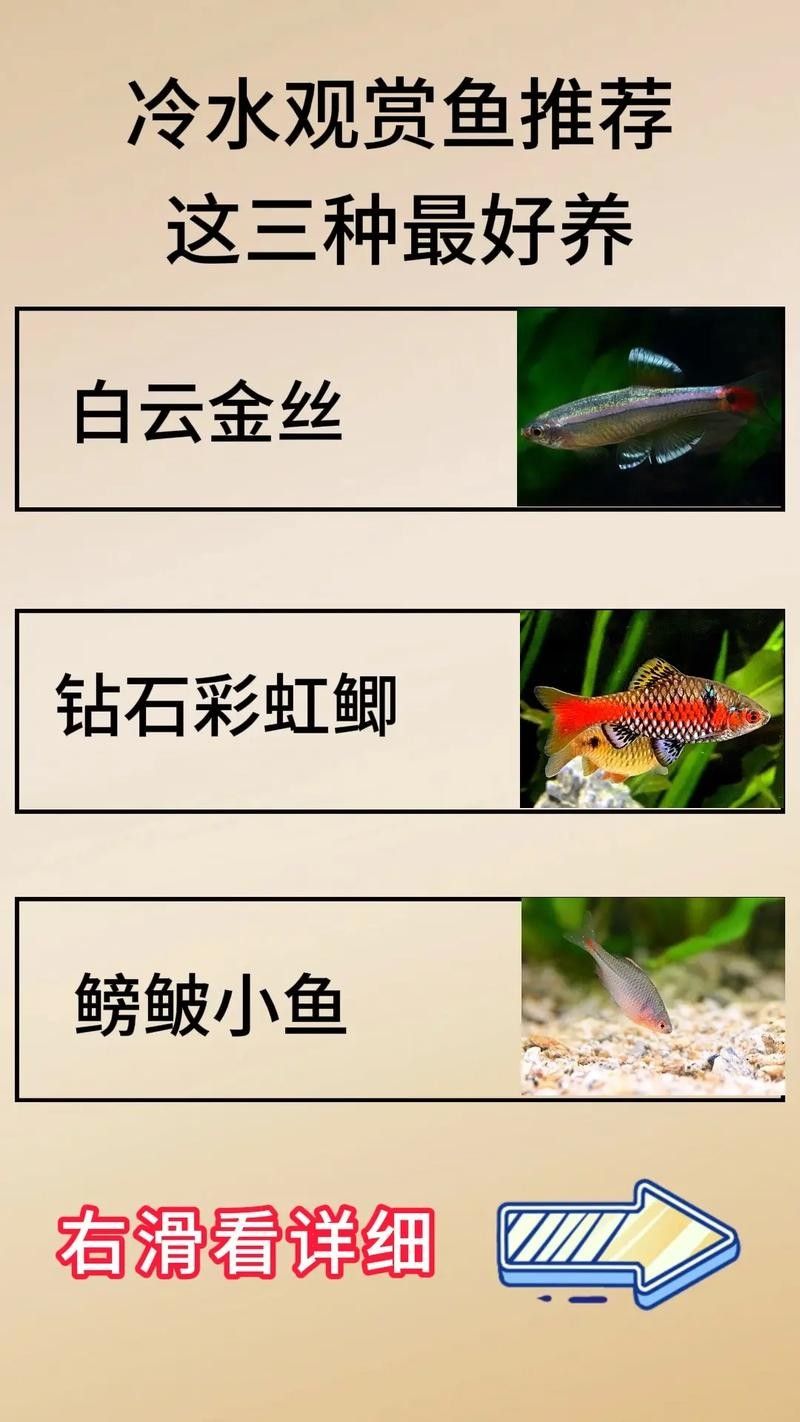 哪種龍魚冷水魚最受歡迎（這10款懶人也能養好,新手入門必看）