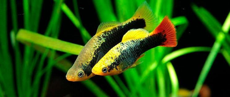 哪種龍魚冷水魚最受歡迎（這10款懶人也能養好,新手入門必看）