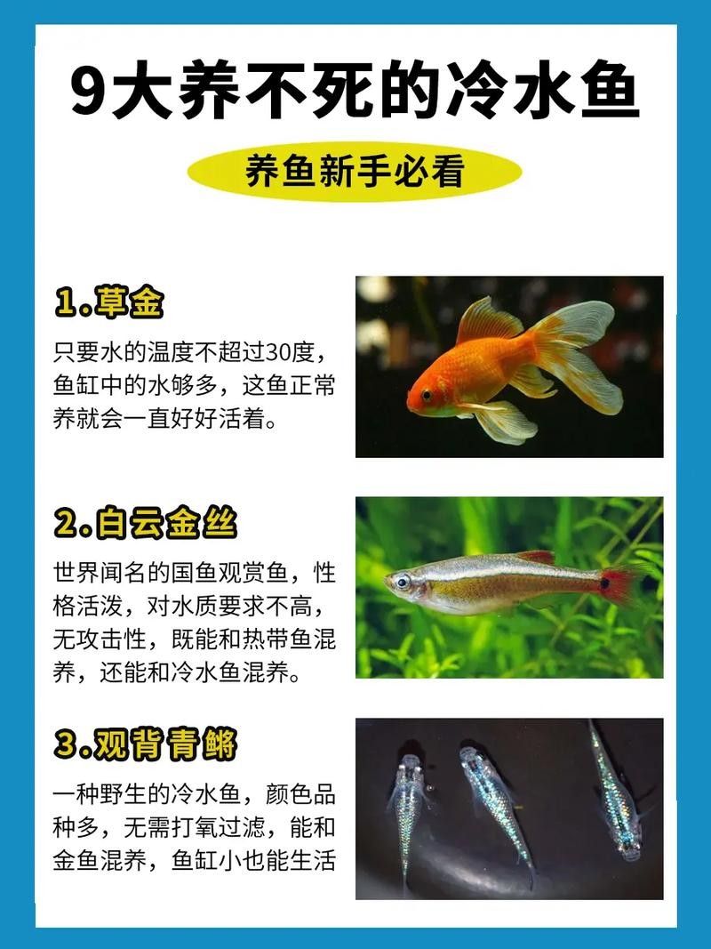 哪種龍魚冷水魚最受歡迎（這10款懶人也能養好,新手入門必看）