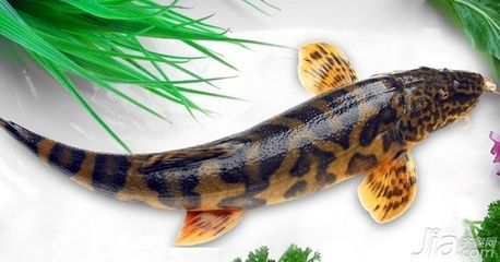 臨夏縣龍魚的價格是多少？（臨夏縣龍魚價格與全國市場行情基本一致臨夏縣龍魚市場有哪些商家）