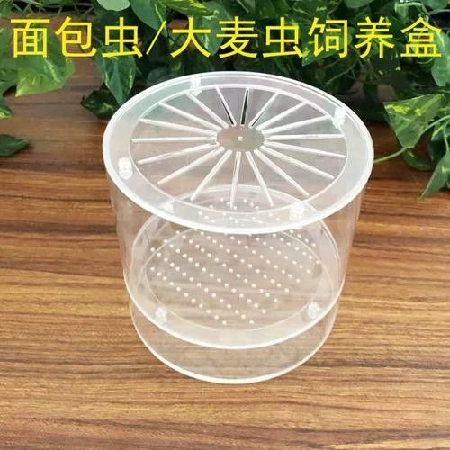 大麥蟲多久喂一次合適？（大麥蟲多久喂一次合適）
