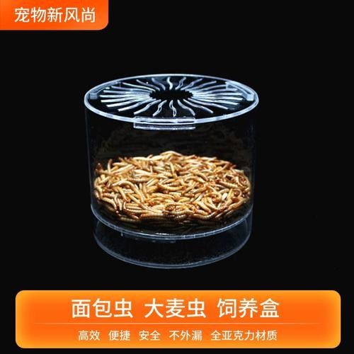 大麥蟲多久喂一次合適？（大麥蟲多久喂一次合適）