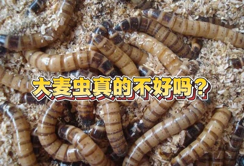 大麥蟲多久喂一次合適？（大麥蟲多久喂一次合適）