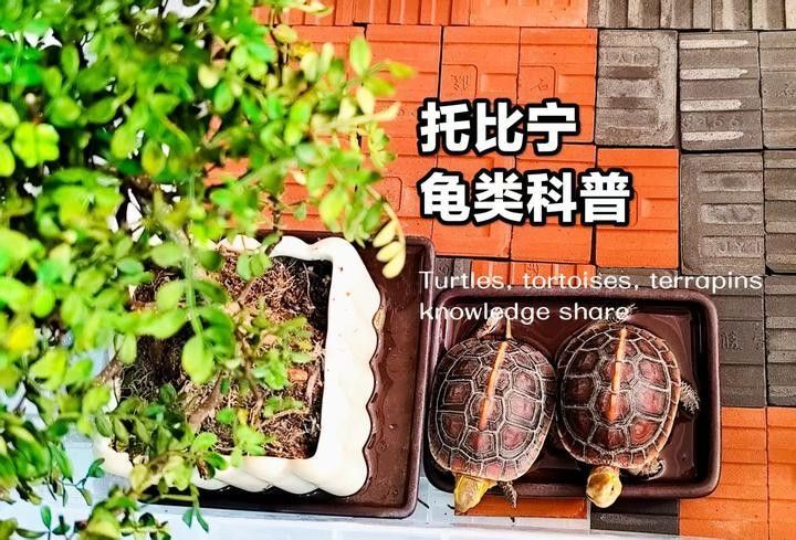 張堯華龍龜作品如何保養(yǎng)？（堯華龍龜作品的保養(yǎng)方法）