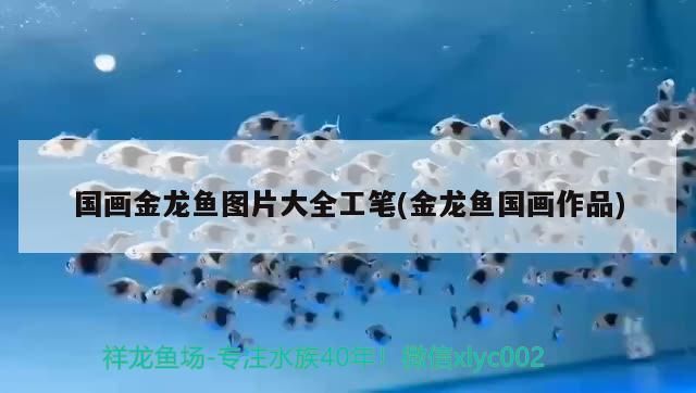國畫金龍魚圖片大全工筆(金龍魚國畫作品)（國畫金龍魚國畫金龍魚圖片大全工筆(金龍魚圖片大全工筆）