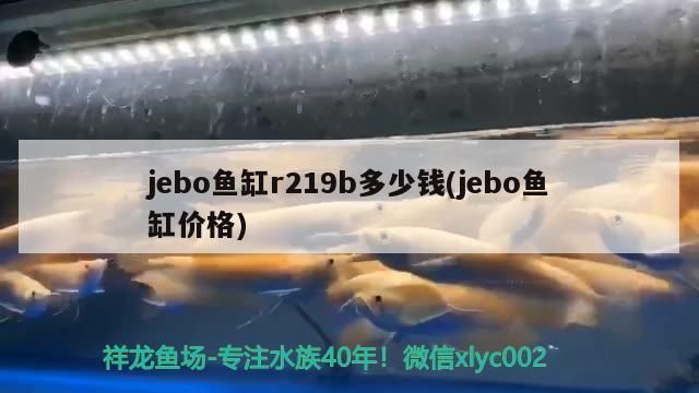 jebo魚缸r219b多少錢(jebo魚缸價格)（jebo魚缸r219b多少錢）