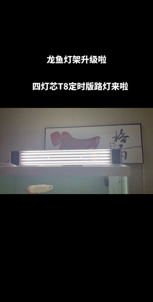 金龍魚夜燈需要定時開關嗎？（金龍魚夜燈是否需要定時開關）