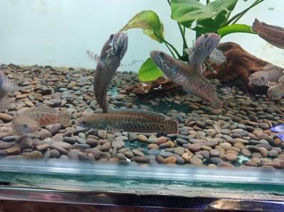 雷龍魚繁殖成功率提升策略，雷龍魚的繁殖成功率可以通過多種策略來提高繁殖成功率