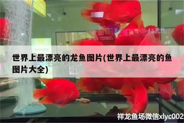 世界上最漂亮的龍魚圖片(世界上最漂亮的魚圖片大全)（世界上最漂亮的觀賞魚圖片）