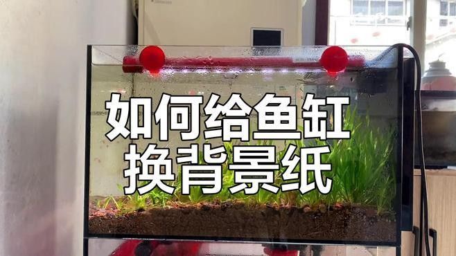 如何安裝龍魚缸壁紙？（龍軒大型亞克力魚缸定制的魚缸背景紙如何安裝）