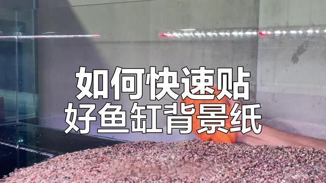 如何安裝龍魚缸壁紙？（龍軒大型亞克力魚缸定制的魚缸背景紙如何安裝）
