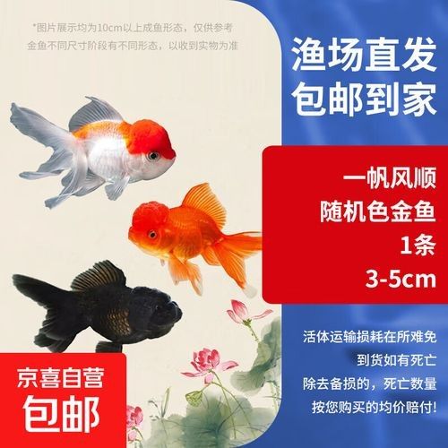 金龍魚和金魚哪個更受歡迎（十大最受歡迎的觀賞魚排名十大熱門觀賞魚盤點(diǎn)） 金龍魚和金魚哪個更受歡迎（十大最受歡迎的觀賞魚排名十大熱門觀賞魚盤點(diǎn)） 龍魚百科 第1張