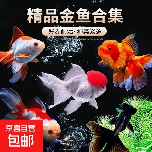 金龍魚和金魚哪個更受歡迎（十大最受歡迎的觀賞魚排名十大熱門觀賞魚盤點(diǎn)） 金龍魚和金魚哪個更受歡迎（十大最受歡迎的觀賞魚排名十大熱門觀賞魚盤點(diǎn)） 龍魚百科 第2張