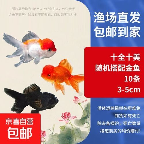 金龍魚和金魚哪個更受歡迎（十大最受歡迎的觀賞魚排名十大熱門觀賞魚盤點(diǎn)） 金龍魚和金魚哪個更受歡迎（十大最受歡迎的觀賞魚排名十大熱門觀賞魚盤點(diǎn)） 龍魚百科 第4張