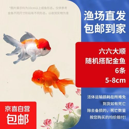 金龍魚和金魚哪個更受歡迎（十大最受歡迎的觀賞魚排名十大熱門觀賞魚盤點(diǎn)） 金龍魚和金魚哪個更受歡迎（十大最受歡迎的觀賞魚排名十大熱門觀賞魚盤點(diǎn)） 龍魚百科 第3張