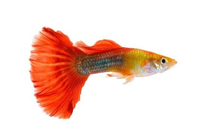 金龍魚和金魚哪個更受歡迎（十大最受歡迎的觀賞魚排名十大熱門觀賞魚盤點(diǎn)） 金龍魚和金魚哪個更受歡迎（十大最受歡迎的觀賞魚排名十大熱門觀賞魚盤點(diǎn)） 龍魚百科 第7張