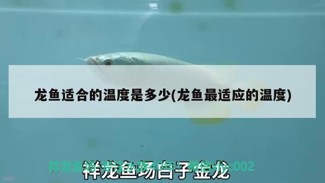 龍魚適合的溫度是多少(龍魚最適應的溫度)（龍魚適合的溫度是多少）