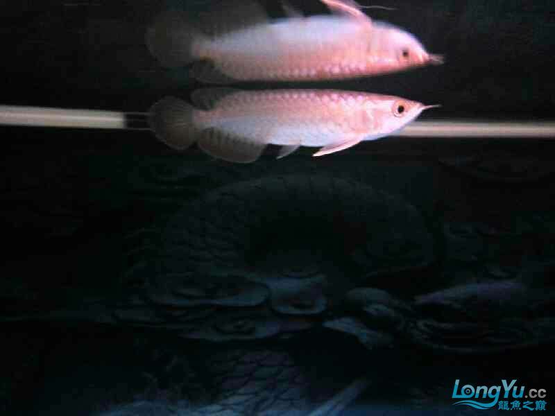 龍魚鱗片發黑多久會自愈，如何判斷龍魚鱗片發黑是否嚴重？