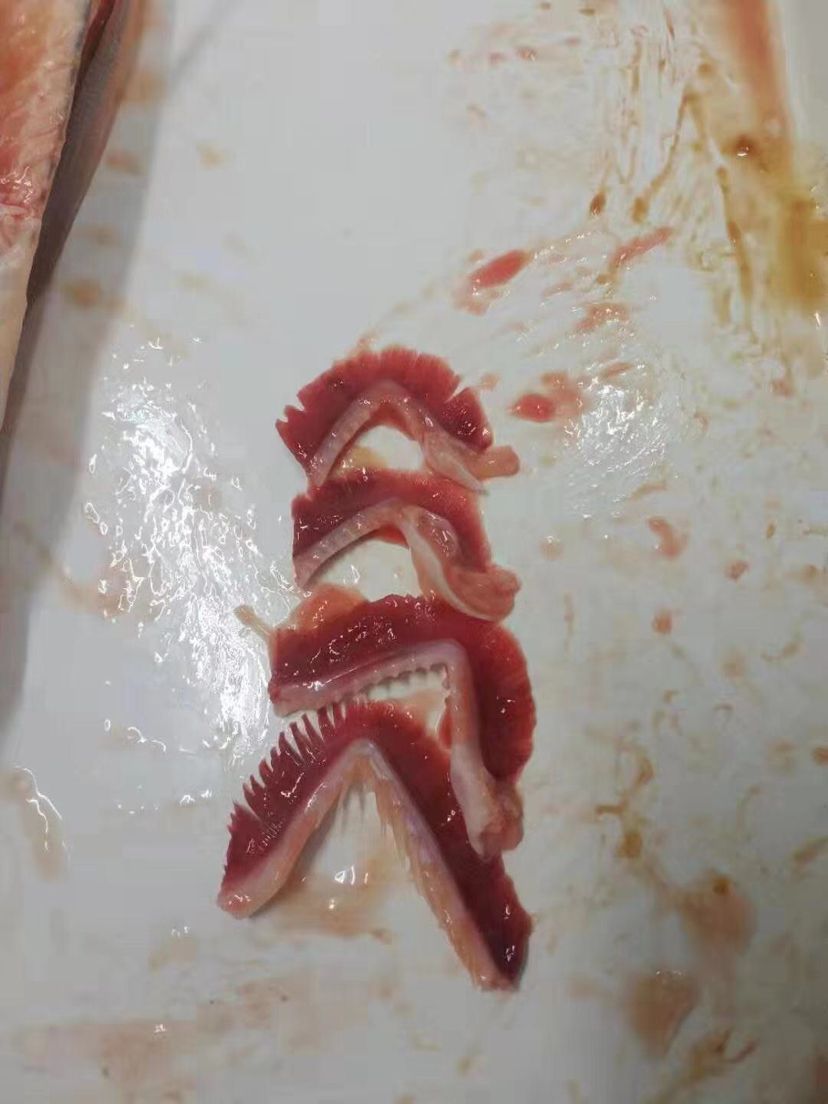 龍魚暴斃解剖全過程，中毒？寄生蟲？腸炎？（導致龍魚暴斃的原因有哪些？）