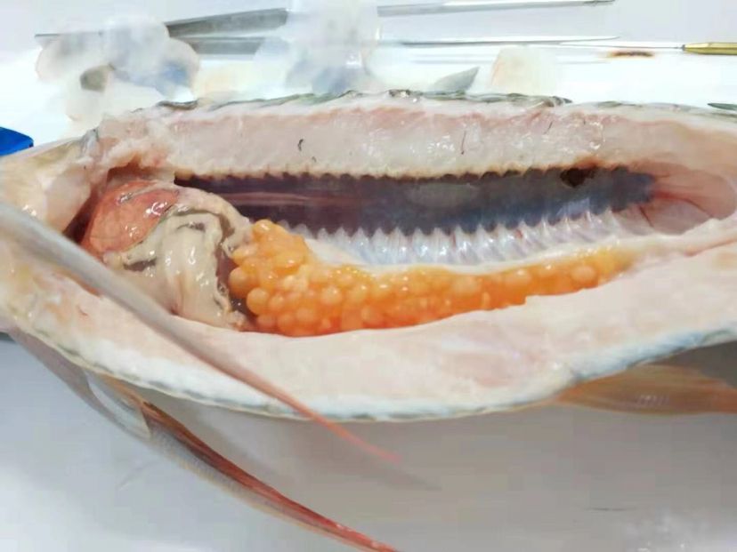 龍魚暴斃解剖全過程，中毒？寄生蟲？腸炎？（導致龍魚暴斃的原因有哪些？）