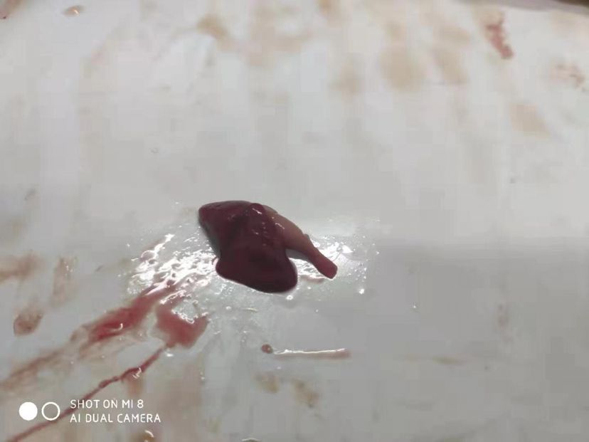 龍魚暴斃解剖全過程，中毒？寄生蟲？腸炎？（導致龍魚暴斃的原因有哪些？）