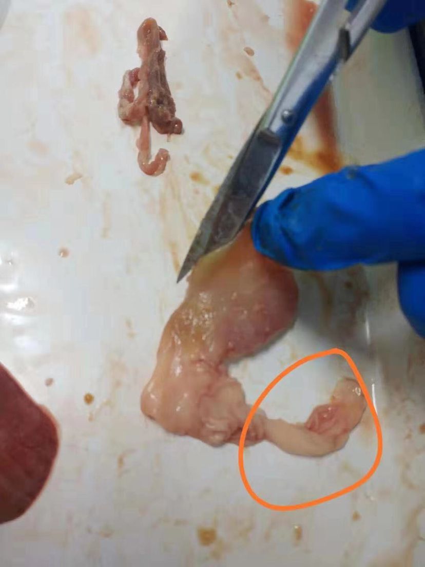 龍魚暴斃解剖全過程，中毒？寄生蟲？腸炎？（導致龍魚暴斃的原因有哪些？）