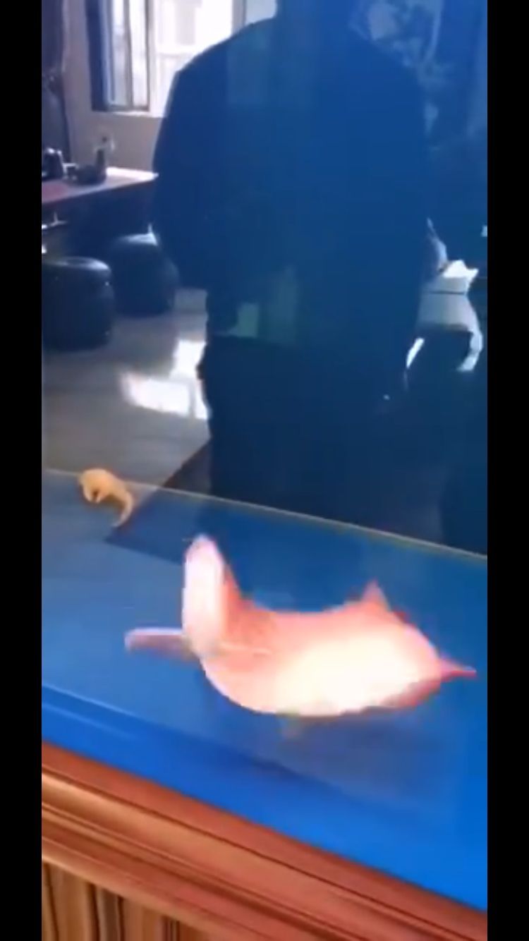 龍魚暴斃解剖全過程，中毒？寄生蟲？腸炎？（導致龍魚暴斃的原因有哪些？）