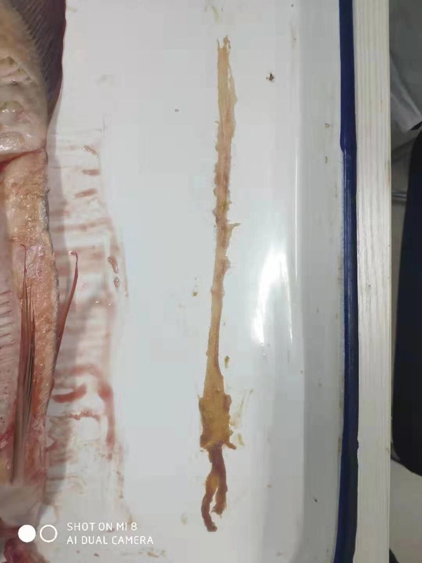 龍魚暴斃解剖全過程，中毒？寄生蟲？腸炎？（導致龍魚暴斃的原因有哪些？）