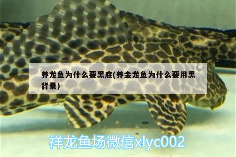 養龍魚為什么要黑底(養金龍魚為什么要用黑背景)（養金龍魚為什么要用黑背景、養金龍魚為什么要用黑背景）