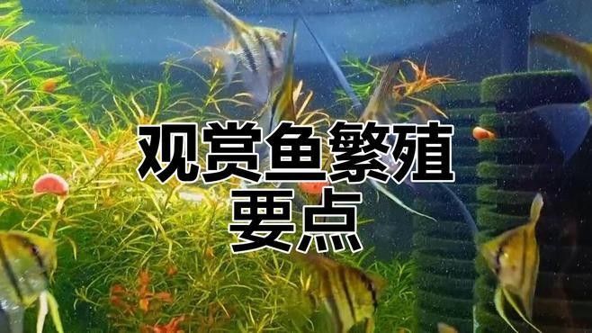 如何調(diào)整水溫以適應(yīng)繁殖（w夫五給資訊熱帶魚(yú)繁殖技巧:如何調(diào)整水溫以適應(yīng)繁殖） 如何調(diào)整水溫以適應(yīng)繁殖（w夫五給資訊熱帶魚(yú)繁殖技巧:如何調(diào)整水溫以適應(yīng)繁殖） 龍魚(yú)百科 第1張