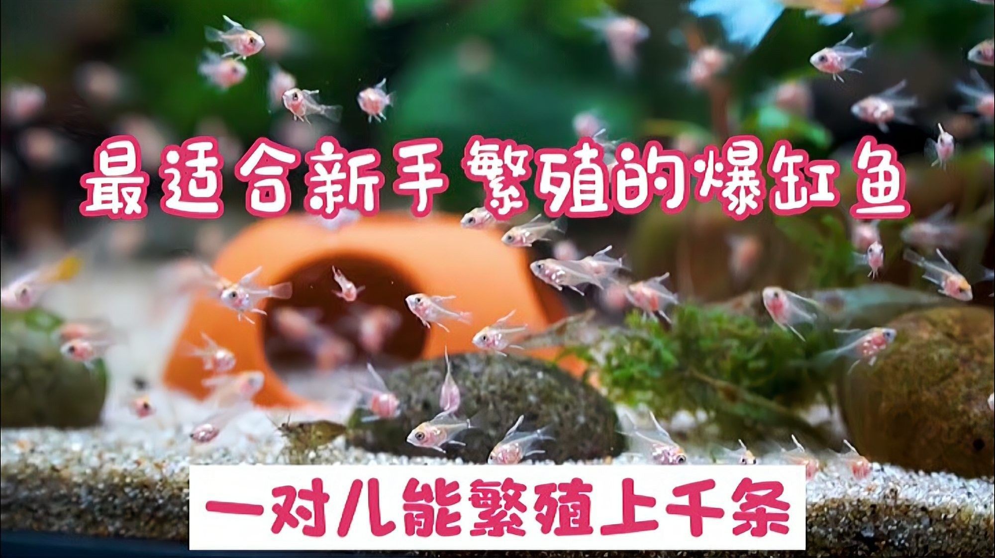 如何調(diào)整水溫以適應(yīng)繁殖（w夫五給資訊熱帶魚(yú)繁殖技巧:如何調(diào)整水溫以適應(yīng)繁殖） 如何調(diào)整水溫以適應(yīng)繁殖（w夫五給資訊熱帶魚(yú)繁殖技巧:如何調(diào)整水溫以適應(yīng)繁殖） 龍魚(yú)百科 第3張