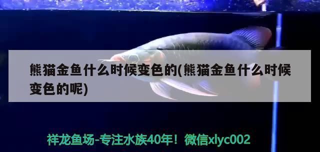 熊貓金魚什么時候變色的(熊貓金魚什么時候變色的呢)（熊貓金魚什么時候變色）