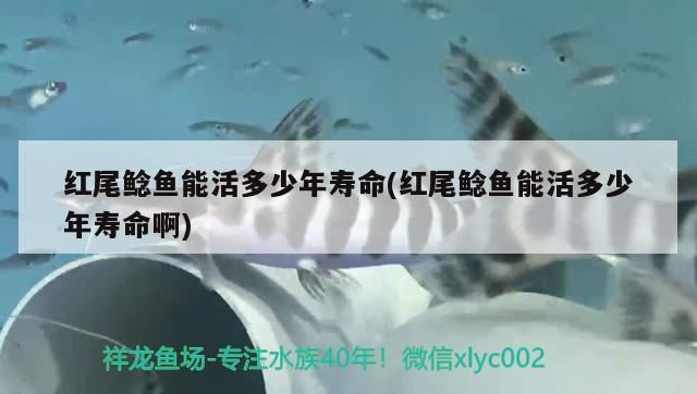 紅尾鯰魚能活多少年壽命(紅尾鯰魚能活多少年壽命啊)（紅尾鯰魚能活多少年壽命）